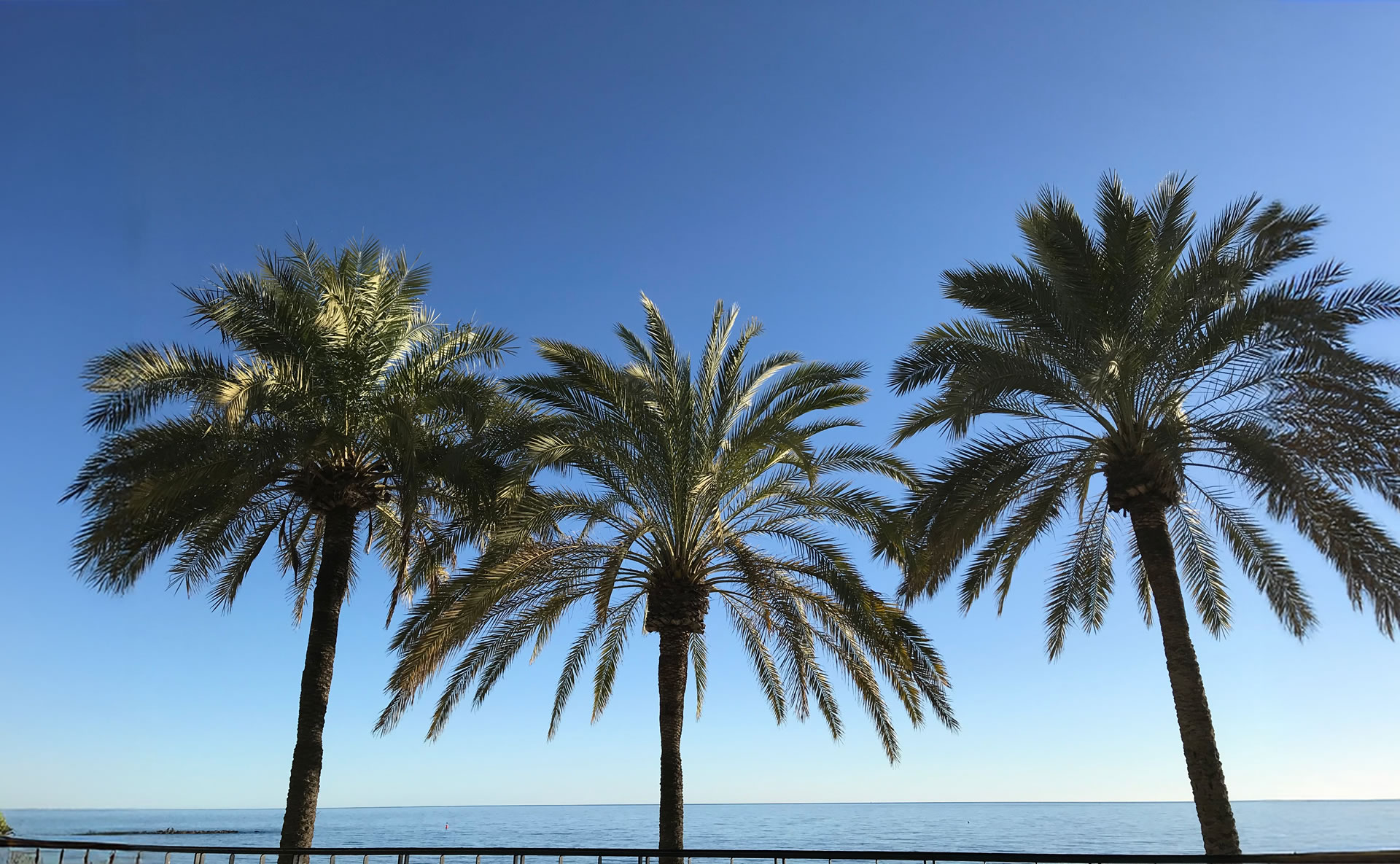 Marbella Palm Trees